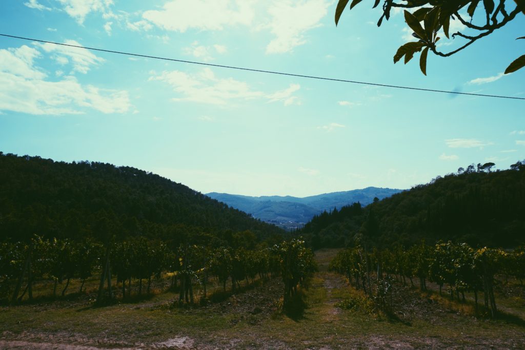 family vineyard in Greve in Chianti